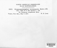 Gymnosporangium nidus-avis image